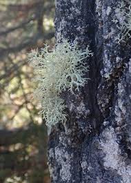 Attēlu rezultāti vaicājumam “Evernia mesomorpha”
