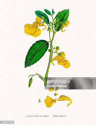 Attēlu rezultāti vaicājumam “Impatiens parviflora flower”