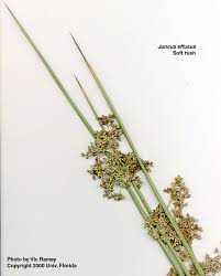 Attēlu rezultāti vaicājumam “Juncus effusus fruit”