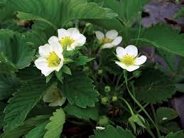 Attēlu rezultāti vaicājumam “Fragaria moschata flower”