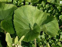 Attēlu rezultāti vaicājumam “Petasites spurius leaf”