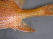 Image result for Holocentrus adscensionis