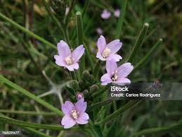 Attēlu rezultāti vaicājumam “Epilobium palustre flower”