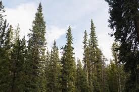 Attēlu rezultāti vaicājumam “Pseudotsuga menziesii var. glauca”