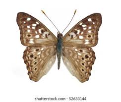 Attēlu rezultāti vaicājumam “Lasiommata petropolitana upperside”