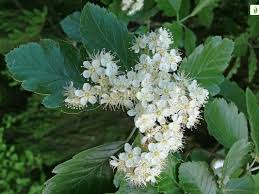 Attēlu rezultāti vaicājumam “Sorbus intermedia”