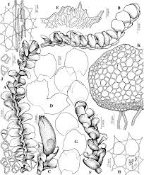 Attēlu rezultāti vaicājumam “Lophozia longidens”