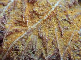 Attēlu rezultāti vaicājumam “Sporophagomyces chrysostomus”