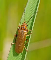 Attēlu rezultāti vaicājumam “Cantharis figurata”
