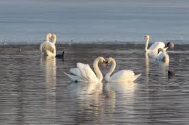 Image result for South Yorkshire Swans