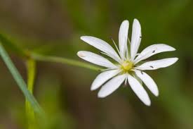 Attēlu rezultāti vaicājumam “Stellaria graminea flower”