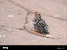 Attēlu rezultāti vaicājumam “Muscicapa striata nest”