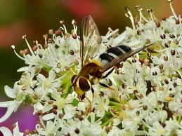 Attēlu rezultāti vaicājumam “Leucozona glaucia”