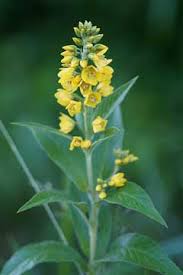 Attēlu rezultāti vaicājumam “Lysimachia vulgaris”