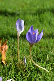 Attēlu rezultāti vaicājumam “Crocus speciosus”