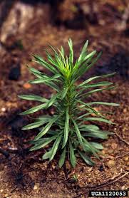 Attēlu rezultāti vaicājumam “Erigeron canadensis”