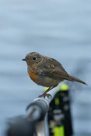Attēlu rezultāti vaicājumam “Erithacus rubecula juvenile”