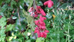 Attēlu rezultāti vaicājumam “Berberis vulgaris fruit”