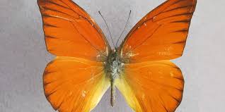 Attēlu rezultāti vaicājumam “Lepidoptera”