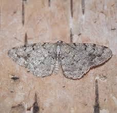 Attēlu rezultāti vaicājumam “Aethalura punctulata”