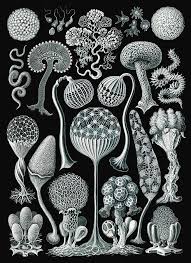 Image result for ernst haeckel