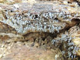 Attēlu rezultāti vaicājumam “Arcyria cinerea stalked”