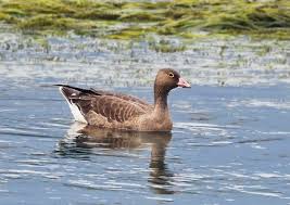Attēlu rezultāti vaicājumam “Anser anser juvenile”