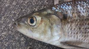 Image result for Alosa mediocris