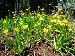 Attēlu rezultāti vaicājumam “Batrachium circinatum flower”