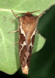 Attēlu rezultāti vaicājumam “Hepialus lupulinus”