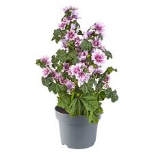 Image result for Malva sylvestris 'Zebrina'