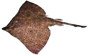 Image result for Dipturus laevis