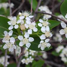 Attēlu rezultāti vaicājumam “Aronia melanocarpa leaf”