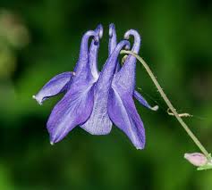 Image result for Aquilegia vulgaris
