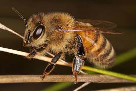 Attēlu rezultāti vaicājumam “Apis mellifera”