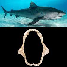 Image result for Galeocerdo cuvier