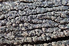 Attēlu rezultāti vaicājumam “Trapeliopsis flexuosa”