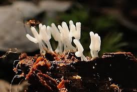 Attēlu rezultāti vaicājumam “Arcyria cinerea”