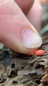 Attēlu rezultāti vaicājumam “Lycogala cf. oleocrystalliferum young”