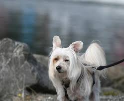 Image result for Co de Crista Chins