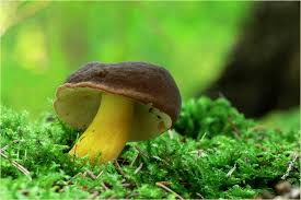 Attēlu rezultāti vaicājumam “Xerocomus pruinatus”