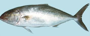 Image result for Seriola dumerili