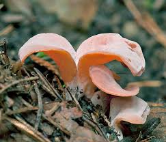 Attēlu rezultāti vaicājumam “Tremiscus helvelloides”