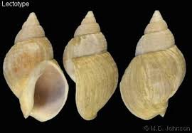 Image result for Buccinum undatum