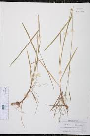 Attēlu rezultāti vaicājumam “Glyceria striata”