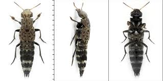 Attēlu rezultāti vaicājumam “Ontholestes murinus”