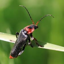 Attēlu rezultāti vaicājumam “Cantharis fusca larva”