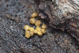 Attēlu rezultāti vaicājumam “Metatrichia vesparia stalked”