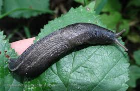 Attēlu rezultāti vaicājumam “Limax cinereoniger”