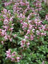 Attēlu rezultāti vaicājumam “Lamium maculatum”
